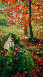 Tree growing in forest during autumn