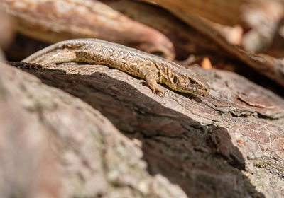 Close-up of lizard on rock