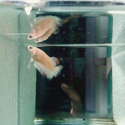 Close-up of fish swimming in sea