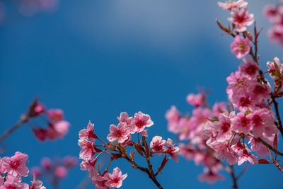 Close-up of pink cherry blossom