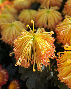 Close-up of red flowering plant