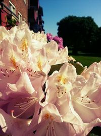 Close-up of flowers against blurred background