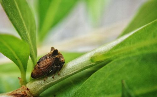 Close-up of insect on leaf