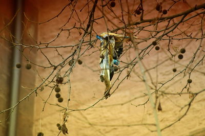 Close-up of dead plant on bare tree