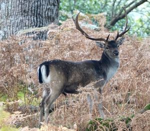 Deer in the forest