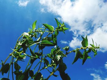 Low angle view of plant against blue sky