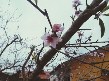 Low angle view of pink flowers blooming on tree