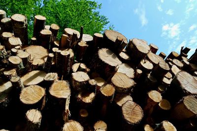 Stack of logs in forest