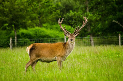 Portrait of deer standing on land