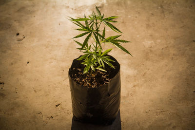 High angle view of potted plant