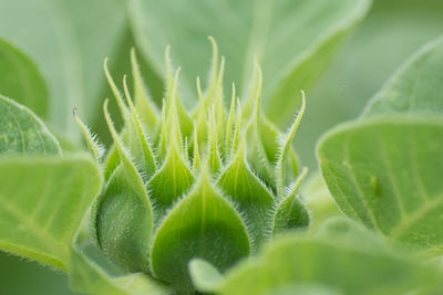 Close-up of fern