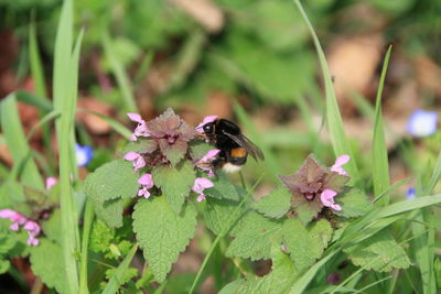 Close-up of bee pollinating on purple flower