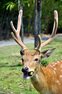 Close-up of deer on field