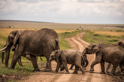 Herd of elephants in africa walking through the grass in tarangire national park