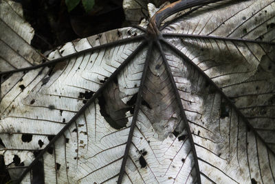 Close-up of leaves