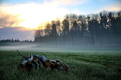 Trees on field against sky during sunset