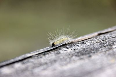 Close-up of caterpillar on wood