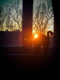 Silhouette of bare trees at sunset