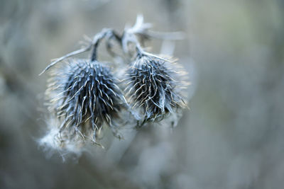 Close-up of wilted plant