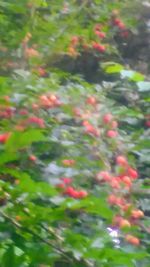 Close-up of flowering plant