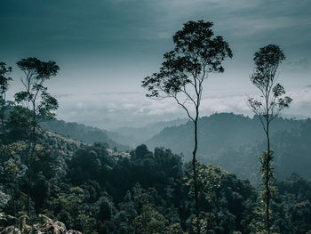 Scenic view of forest against sky