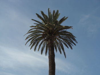 Low angle view of palm tree against sky