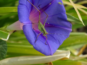 Close-up of butterfly pollinating on purple flower