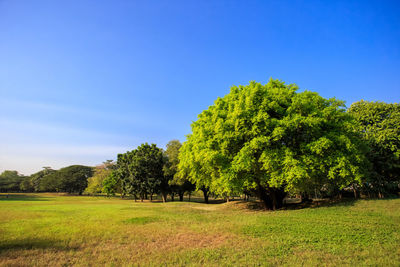 Trees on field against clear blue sky