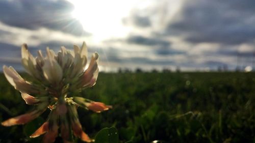 Close-up of flowers in field