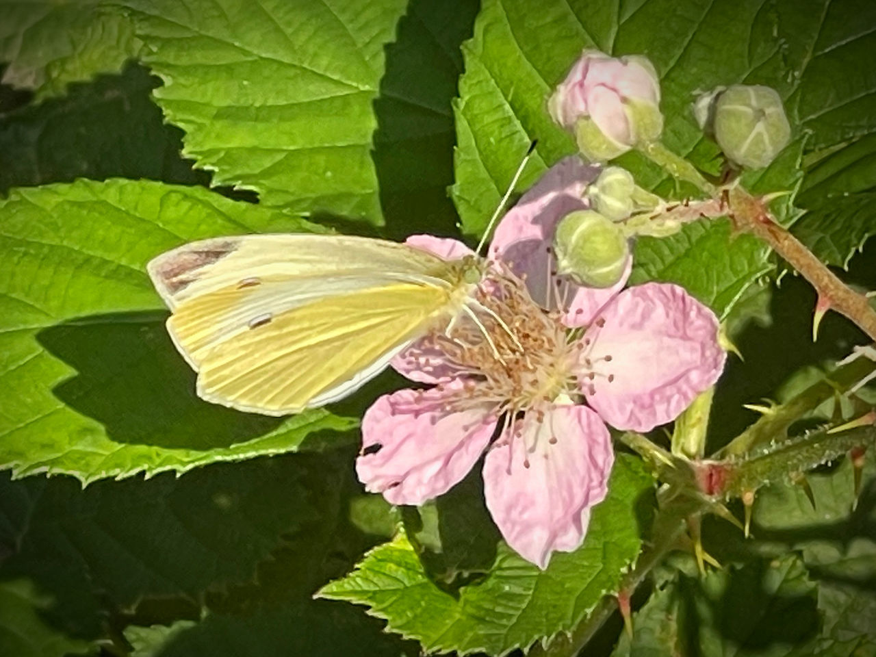 CLOSE-UP OF BUTTERFLY POLLINATING ON FLOWER