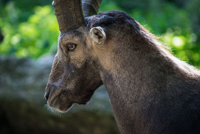 Close-up of capricorn  looking away