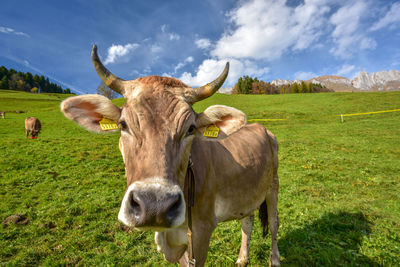 Cows grazing on hill by mountain against sky