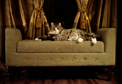 Cat sitting on floor