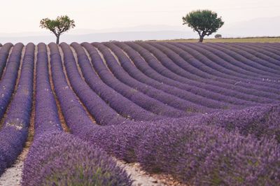 Scenic view of lavender growing on field