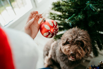 High angle view of woman holding christmas ornament
by dog and christmas tree