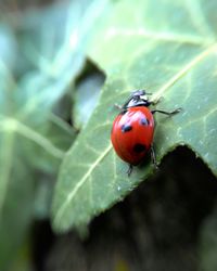 Close-up of ladybug on leaf