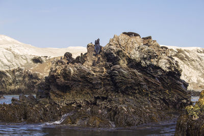 Sea wildlife and sea lions resting over rocks in the middle of the sea