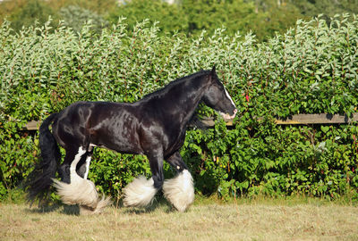 Side view of dog standing on field