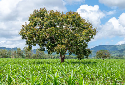 Trees growing on field against sky