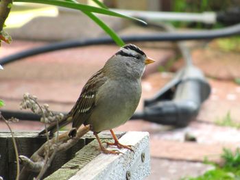 Close-up of bird perching outdoors