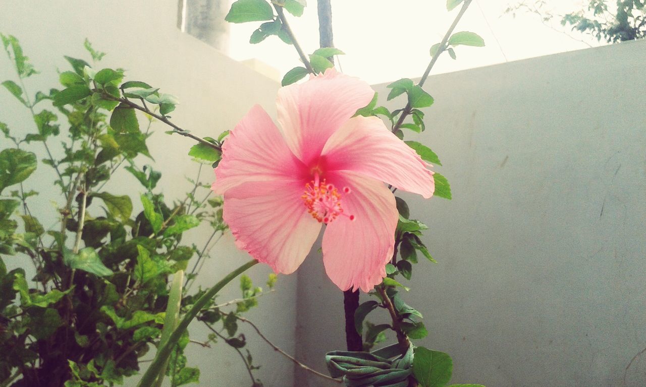 flower, freshness, growth, fragility, petal, plant, leaf, flower head, blooming, beauty in nature, nature, in bloom, close-up, blossom, potted plant, front or back yard, pink color, wall - building feature, stem, day