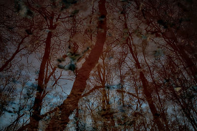 Low angle view of trees in forest against sky