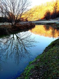 Reflection of bare trees in river