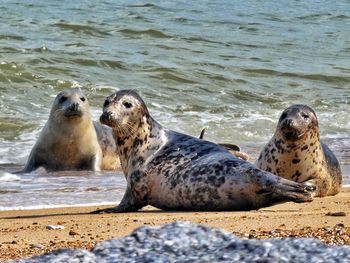 Sea lion relaxing on beach