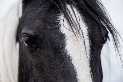 Close-up of a horse