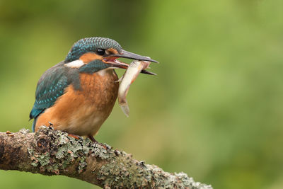 Close-up of kingfisher carrying fish in mouth while perching on branch