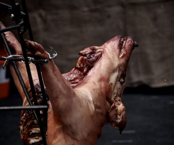 Close-up of hand feeding horse