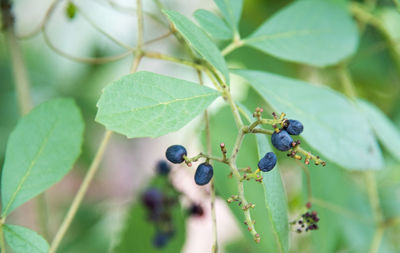 Close-up of berries growing on plant