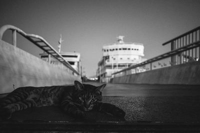 Cat relaxing on bridge in city