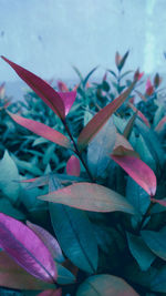 Close-up of pink flowering plant leaves